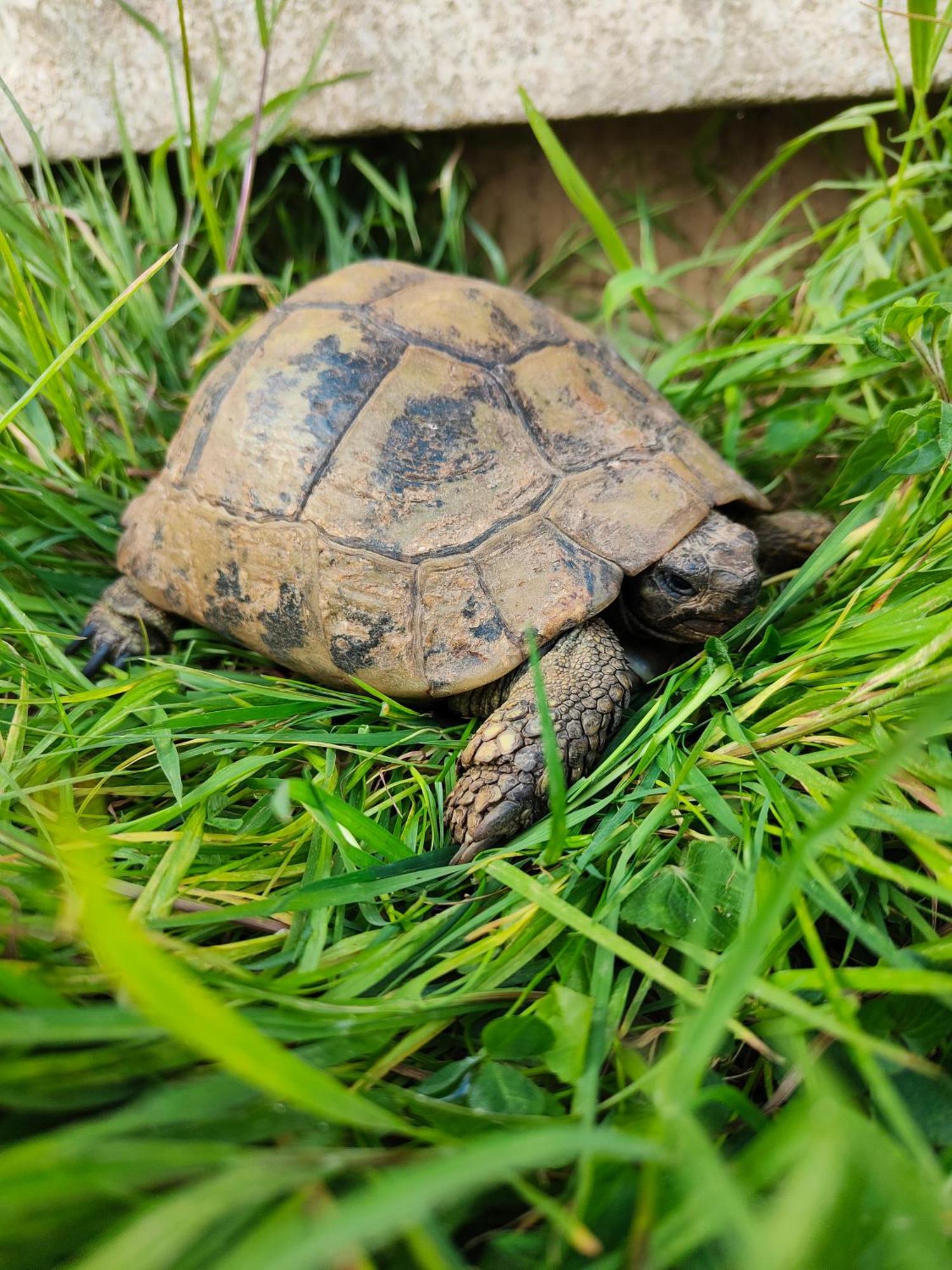 Le Gite De La Tortue Байо Екстериор снимка